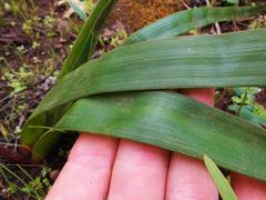 Trachyandra muricata