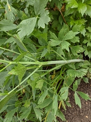 Levisticum officinale