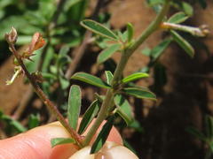 Indigofera sessilifolia