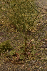 Eriogonum hoffmannii hoffmannii