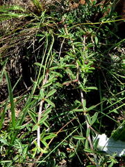 Indigofera sessilifolia