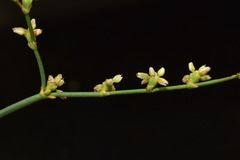 Eriogonum hoffmannii hoffmannii
