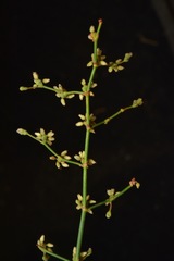 Eriogonum hoffmannii hoffmannii