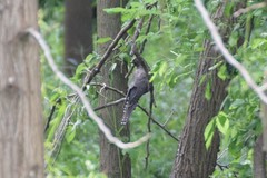 Cuculus poliocephalus