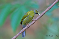 Brachypodius priocephalus