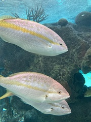 Ocyurus