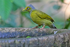 Brachypodius priocephalus