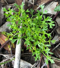 Xanthosia dissecta