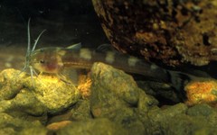 Amphilius atesuensis