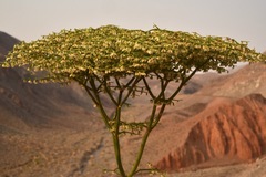 Eriogonum rixfordii