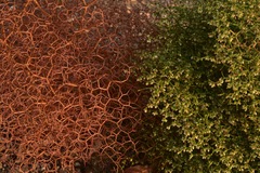 Eriogonum rixfordii