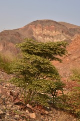 Eriogonum rixfordii