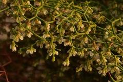 Eriogonum rixfordii