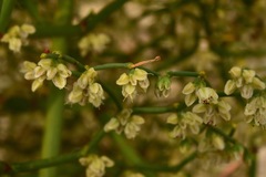 Eriogonum rixfordii