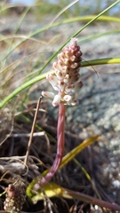 Lachenalia pallida