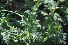 Blumenbachia insignis