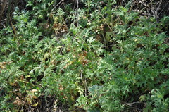 Blumenbachia insignis