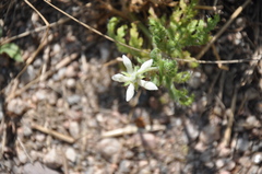 Blumenbachia insignis