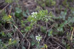 Tomostima cuneifolia