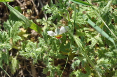 Blumenbachia insignis