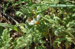Blumenbachia insignis