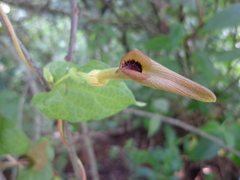 Aristolochia flexuosa