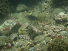 Halichoeres margaritaceus