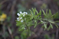 Tomostima cuneifolia