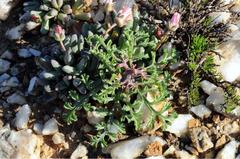 Pelargonium crithmifolium