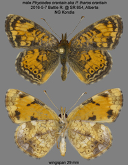 Phyciodes tharos orantain
