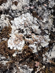 Squamarina stella-petraea