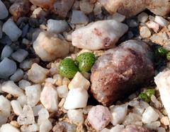 Diplosoma luckhoffii