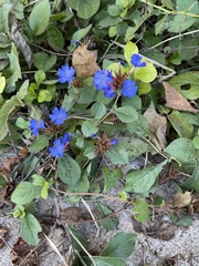 Ceratostigma plumbaginoides