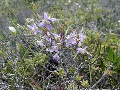 Heliophila linearis