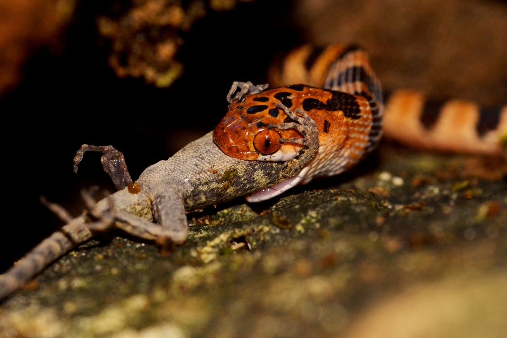Imantodes gemmistratus splendidus