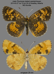 Phyciodes batesii