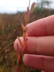 Epilobium strictum