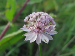 Astrantia trifida