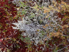 Cladonia stygia