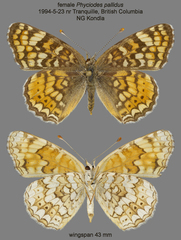 Phyciodes pallida