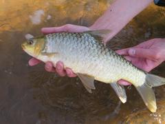 Lowveld Largescale Yellowfish photo 3