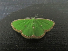 Argyrocosma inductaria