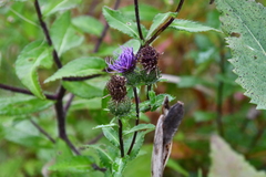 Cirsium vlassovianum