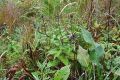 Cirsium vlassovianum