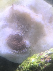 Phestilla subodiosa