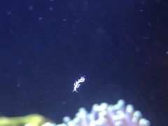 Phestilla subodiosa