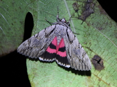 Catocala optata
