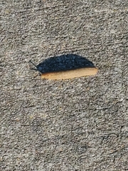 Belocaulus angustipes