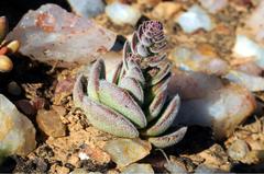 Crassula tomentosa