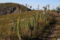 Osteospermum corymbosum